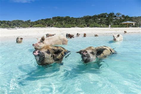 swimming pigs pearl island|Pigs Beach – Swim with pigs